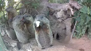 We Found the Chunks' Den! And a 4th Baby!
