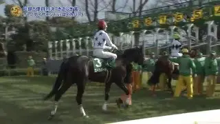 2016年2月7日　第56回 きさらぎ賞(G3)　サトノダイヤモンド