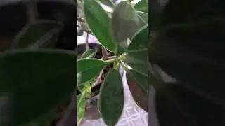Lush Green  Ficus  Indoor  plant