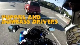 Dumb Drivers | MotoMummy | Puppies
