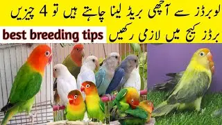how to love birds best breeding formula | love birds breeding tips
