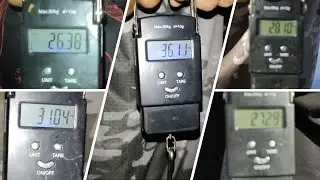 Chama na Balança !!!!! - Pescando com Minhoca
