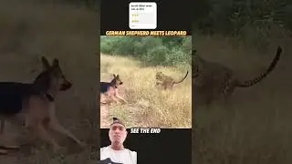 #Indianarmydog #10000subscriber #40k #funny #animals #wildlife #dog #funnyanimals #animal #lion #cut