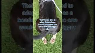 #dogrescue Cowboy&rsquo;s Adoption Story 鸞 #adoptdontshop #seniordog #dogrescuestory