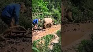 Don't Forget the Old Ways! Plowing Rice Fields with the Help of Buffalo #AgriculturalInnovation