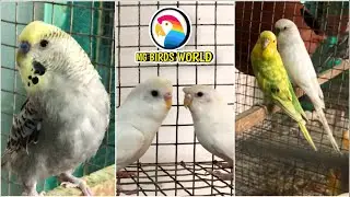 New Pair Lovebirds || Breeding Started || MG BIRDS WORLD