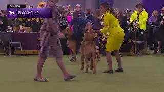 Bloodhounds | Breed Judging 2026