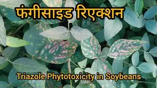 फंगिसाइड  रिएक्शन , कैसे करे उपाय Triazole Phytotoxicity in Soybeans