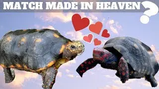 Can Tortoises Crossbreed?