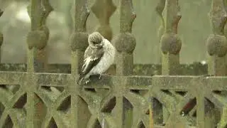 European Pied Flycatcher fledgling perching