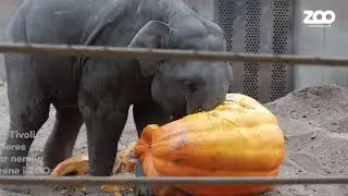 Elefanterne i ZOO får kæmpegræskar