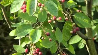 Amelanchier lamarckii