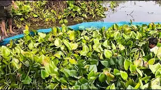 The easiest way to catch fish ever 🤯 #fishing​ #nets​ #amazingfacts​ #facts​ #factsoflife​ #shorts​