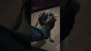 Olde English Bulldogge 