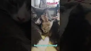 Самое милое видео на сегодня #cat #cute #kitten #shorts