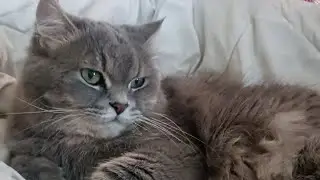Coco's January Diary #cat #videos #trending #cute 