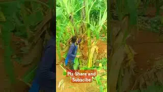 #Agriculture#Horticulture# Farm women # Agriculture is great job