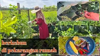 Berkebun di pekarangan rumah,  semaian sayuran,  petik lada dan sayuran 