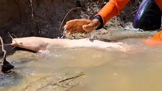 best hand fishing - catching a lot of fish in the water at field by hand a fisherman skill
