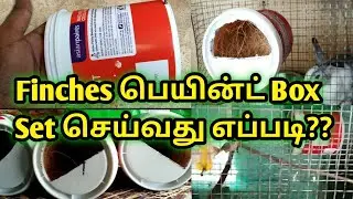 How to set Finches Paint Box For Breeding?Finches பெயின்ட் Box Set செய்வது எப்படி??