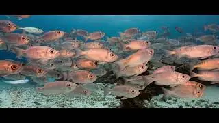 Crescent-tail Big Eyes, Ulong Channel, Palau