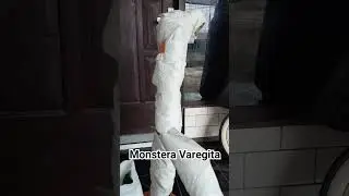 Proses pakejing tanaman Monstera Varigata #monstera #monsteravarigata #ataniflora