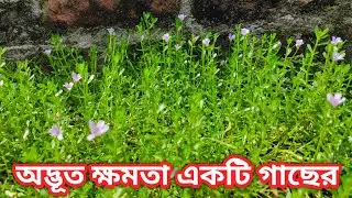 ব্রাহ্মী শাকের কিছু অসাধারন গুণাগুণ, যা একবার জানলে আপনি নিয়মিত এই ব্রাহ্মী খেতে শুরু করবেন।