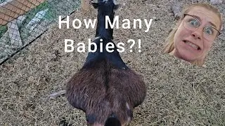 HOW MANY BABIES WILL SHE HAVE? | Nubian and Nigerian Dwarf Goats