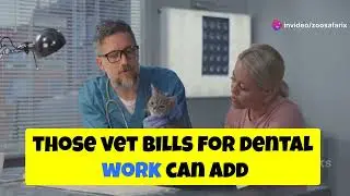 Common Mistakes When Caring for Cats: Avoid Them and Make Your Cat Happy!