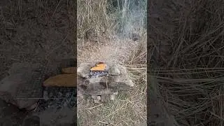 Natural Trail Near Chandigarh | Jungle Lake Fishing | Roasting Fresh Fish | Friends Camping Vibes