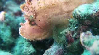 Explore Tunku Abdul Rahman Marine Park (TARP) with Scuba Junkie!