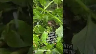 I&rsquo;m a bit obsessed with the frogs that live in the tiny wildlife pond I built on the allotment.