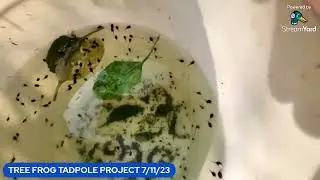 TREE FROG TADPOLE PROJECT VIDEO 5. 7-11-23 THIS MORNING THE TADPOLES ARE VERY ACTIVE AS YOU CAN SEE.