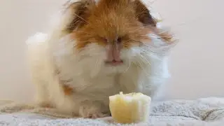 Rootie Bootie Vs Banana!