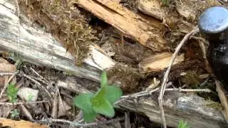Finding Ant Queens in Alberta, Canada