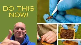 I Watched 30 Hive Inspections &mdash; These 3 Changed Everything #beekeeping #hiveinspection