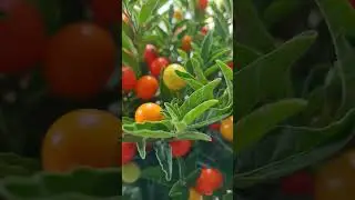 KORALLENSTRAUCH (SOLANUM PSEUDOCAPSICUM) #shorts #korallen #solanum