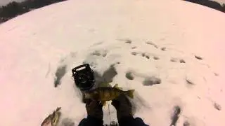 Ice Fishing, Northern Wisconsin JUMBO PERCH