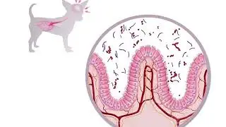 Рацион Hill's Prescription Diet  i/d Stress Mini для взрослых собак