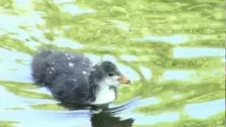 Drie water hoentjes, nog twee over