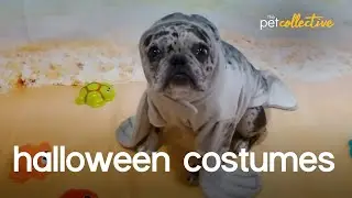 Halloween Pet Costume Party