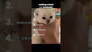 Ranking Cutest Car Moments #funny #ranking #shorts #cutecats