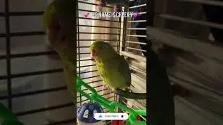 Our little disabled Celestial Parrotlet Cheeky 💕🦜