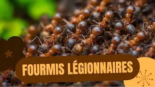 La fourmis la plus d&eacute;ter !