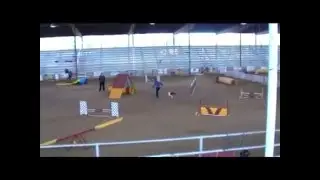 Agility Bloopers With Yoshi & Me