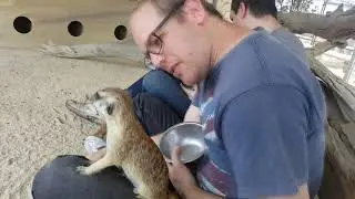 Meerkat Encounter at the Hunter Valley Zoo