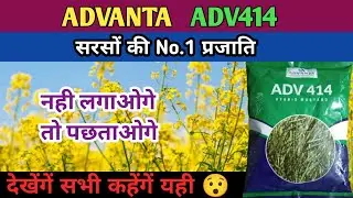 adv 414 hybrid mustard | advanta 414 sarso | advanta 414 mustard seed @hariyalidekhushhali