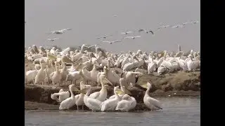 Senegal: 4. Parque Nacional de las Aves del Djoudj