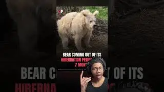 Белый медведь слишком рано проснулся от спячки? 😳