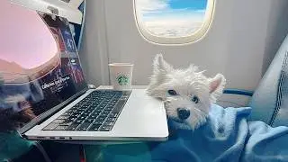 Can My Dog Sit On My Lap on a Plane? ✈️ What Airlines Allow & What I’ve Learned